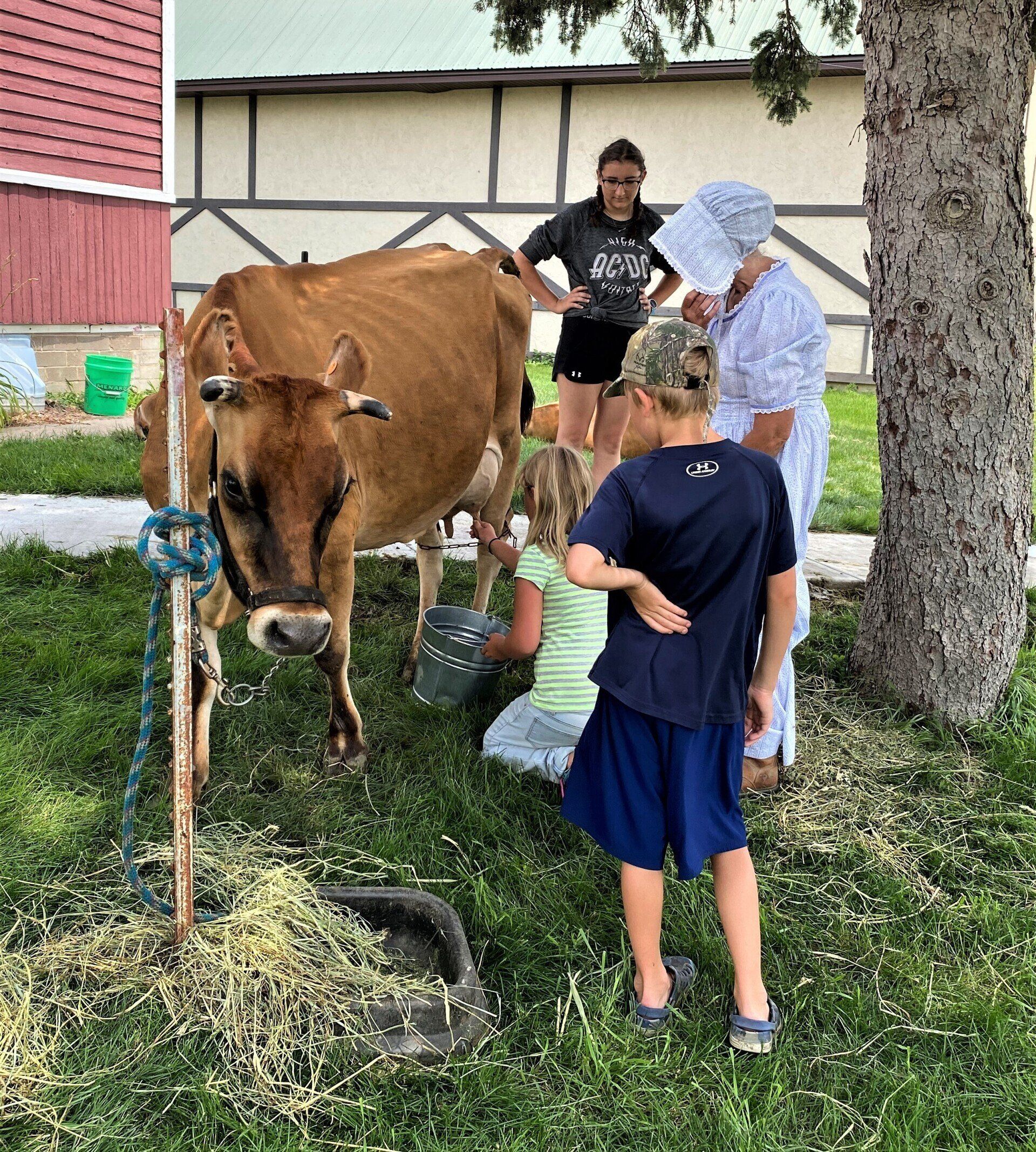 People milking a cow in a grassy yard. One person is wearing a bonnet. Buildings are in the background.