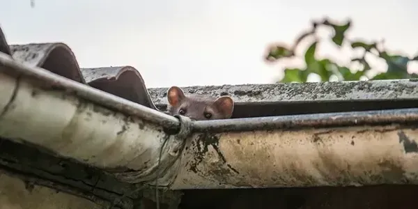 A mouse is peeking out of a gutter on a roof.