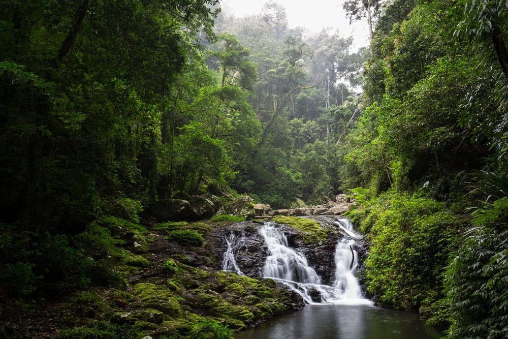 A Small Waterfall In The Middle Of A Lush Green Forest — Sojos Mechanical & Tyre Service In Kariong, NSW