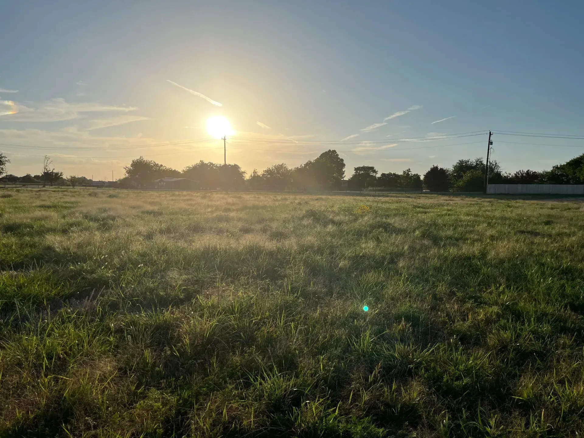 Sunlit grassy field at sunrise with silhouetted trees and a clear sky