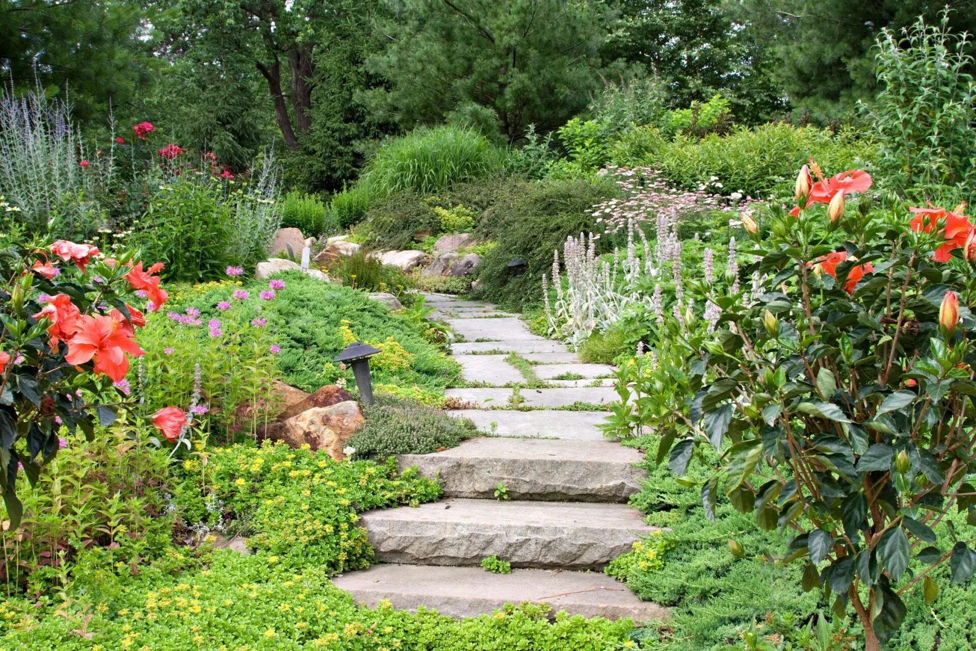 Stone garden path through lush greenery and blooming pink flowers