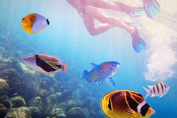 A woman is swimming in the ocean surrounded by colorful fish.