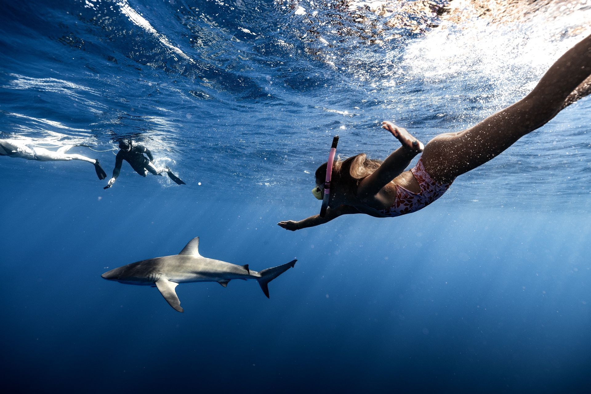 A scuba diver is swimming next to a shark in the ocean.