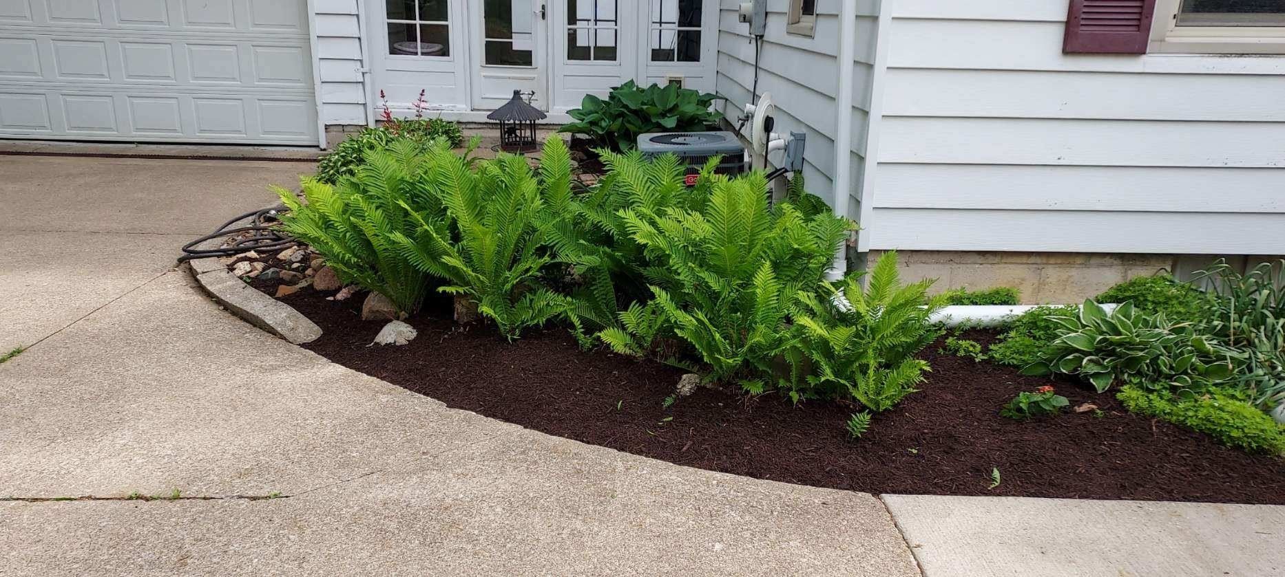 A well-maintained front yard with green bushes and mulch along a concrete driveway.