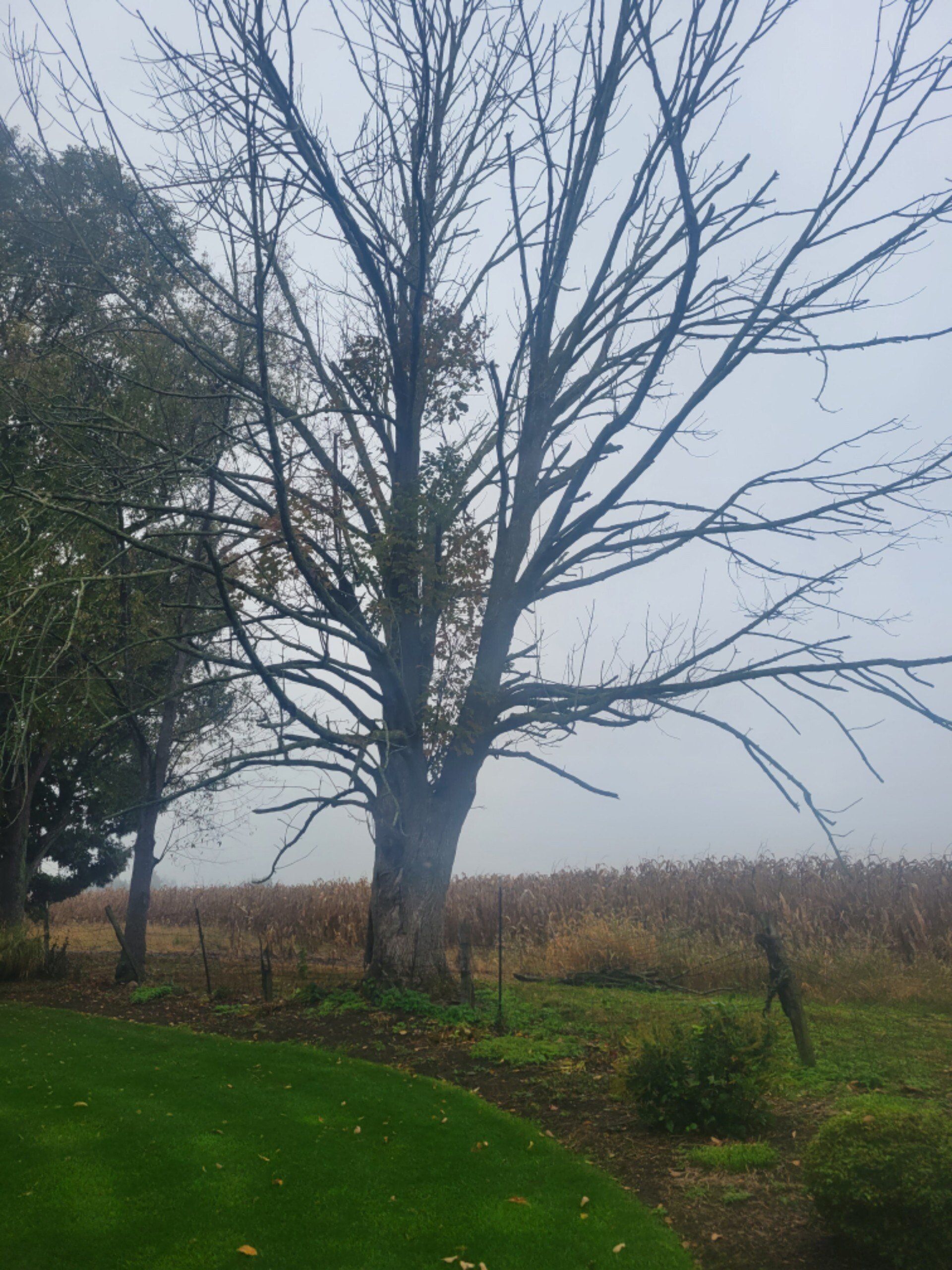 Bare tree with spreading branches in a field on a cloudy day.