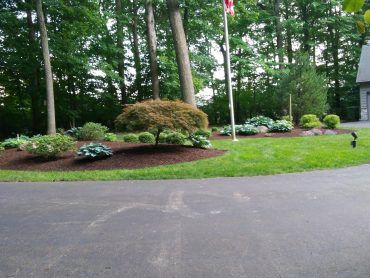 A well-manicured yard with trees, a flag, and various plants on a bed of mulch next to a paved driveway.