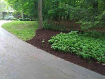 Asphalt driveway next to landscaped area with greenery, dark mulch, and trees.