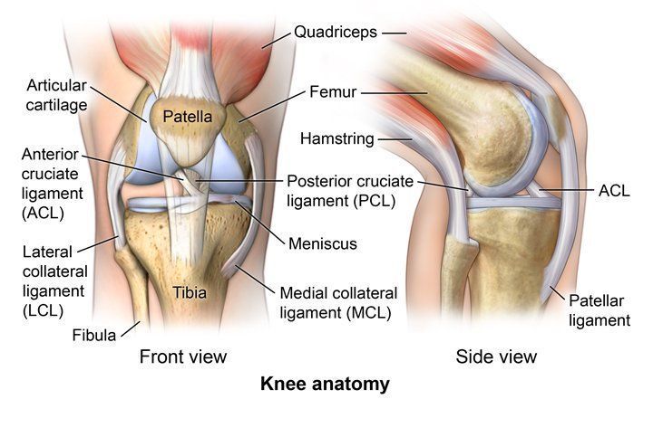 Labeled knee anatomy diagram showing front and side views with bones, ligaments, cartilage, and muscles