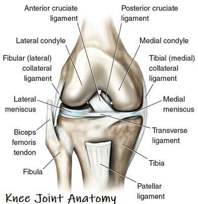 Labeled diagram of knee joint anatomy showing ligaments, menisci, tibia, fibula, and patellar tendon