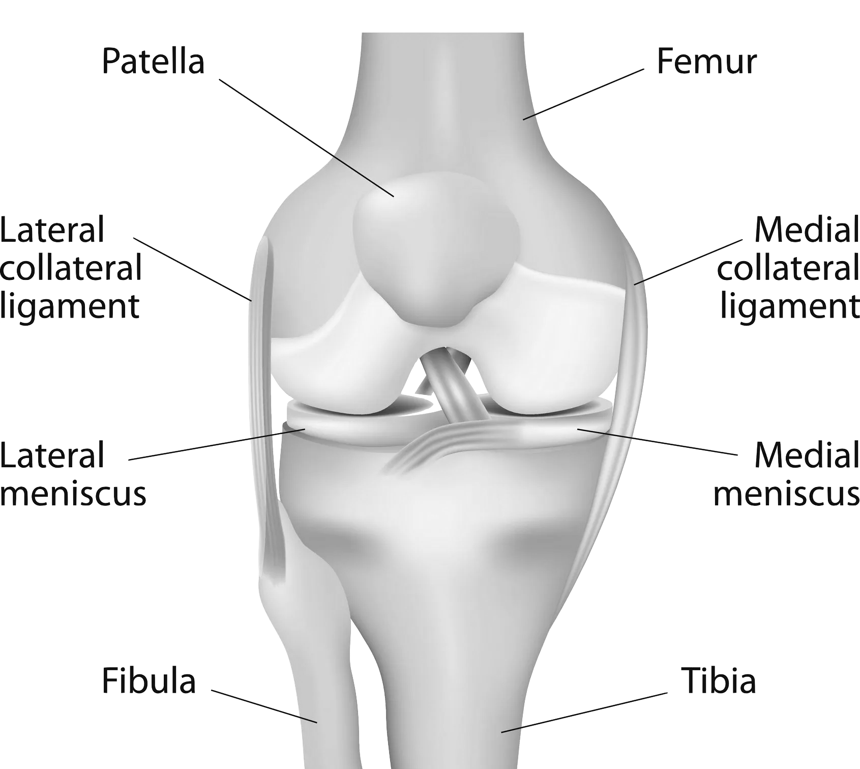 Labeled diagram of the knee joint showing patella, femur, tibia, fibula, menisci, and collateral ligaments