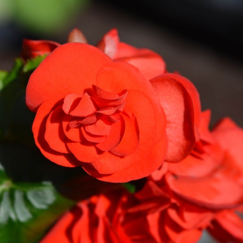 Begonia elatior 'Sunpleasure'- Dižā begonija