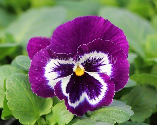 Lielziedu atraitnītes stādi - Violet Face