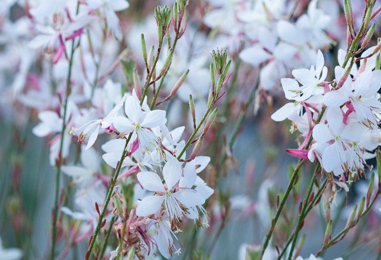 Gauras - Gaura