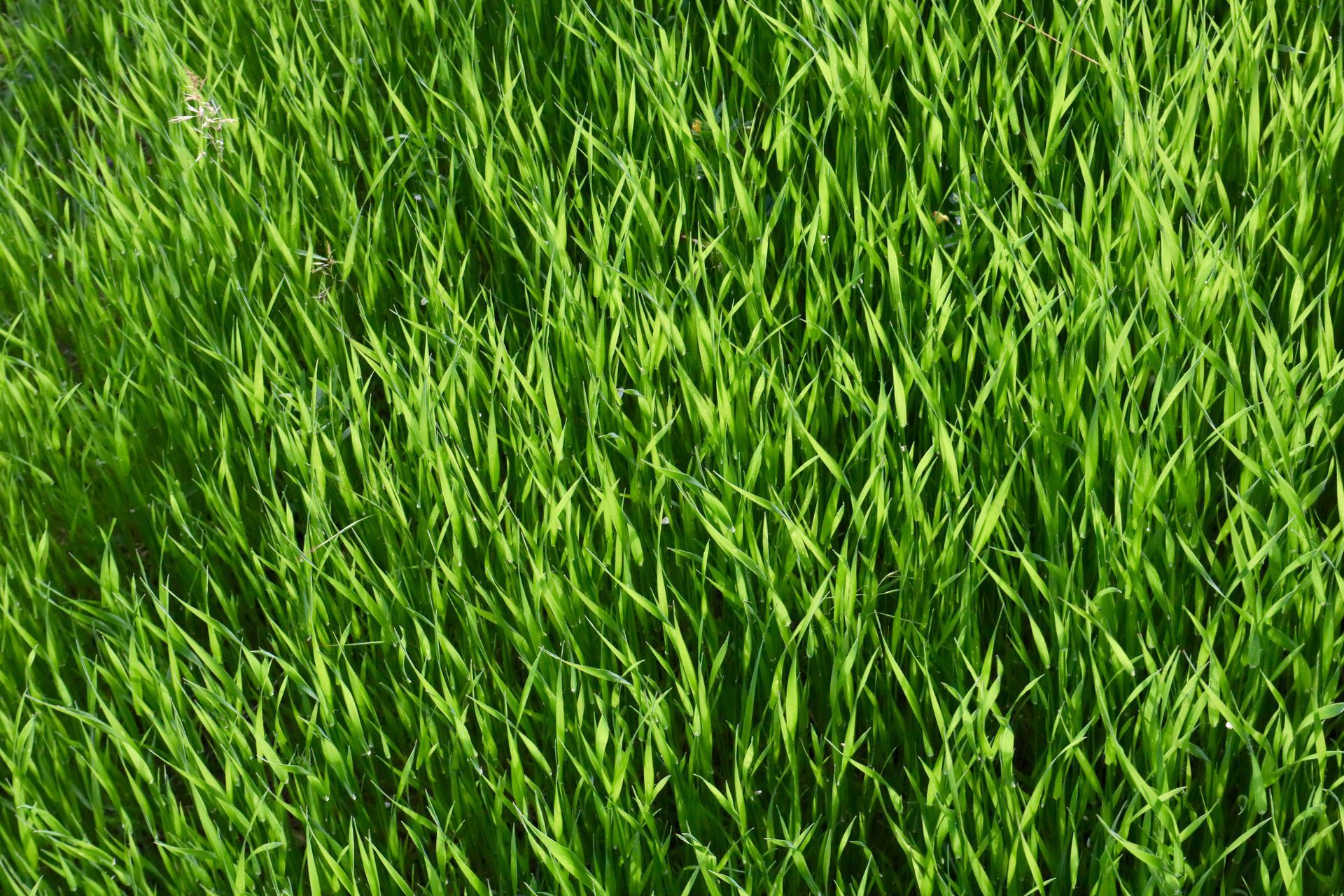 Close-up of lush green grass blades filling the frame