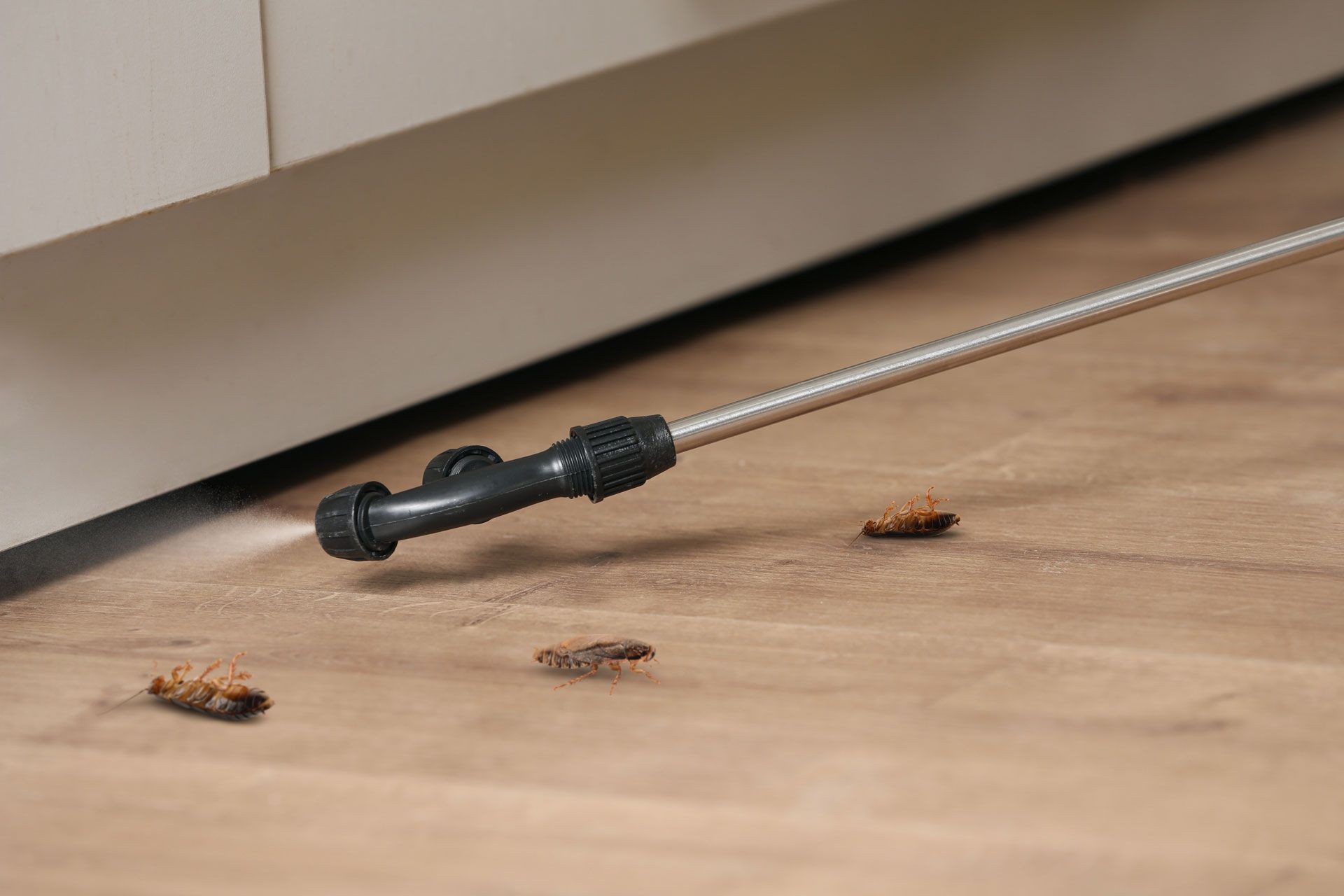 Mouse trap on a wooden floor with several dead insects nearby