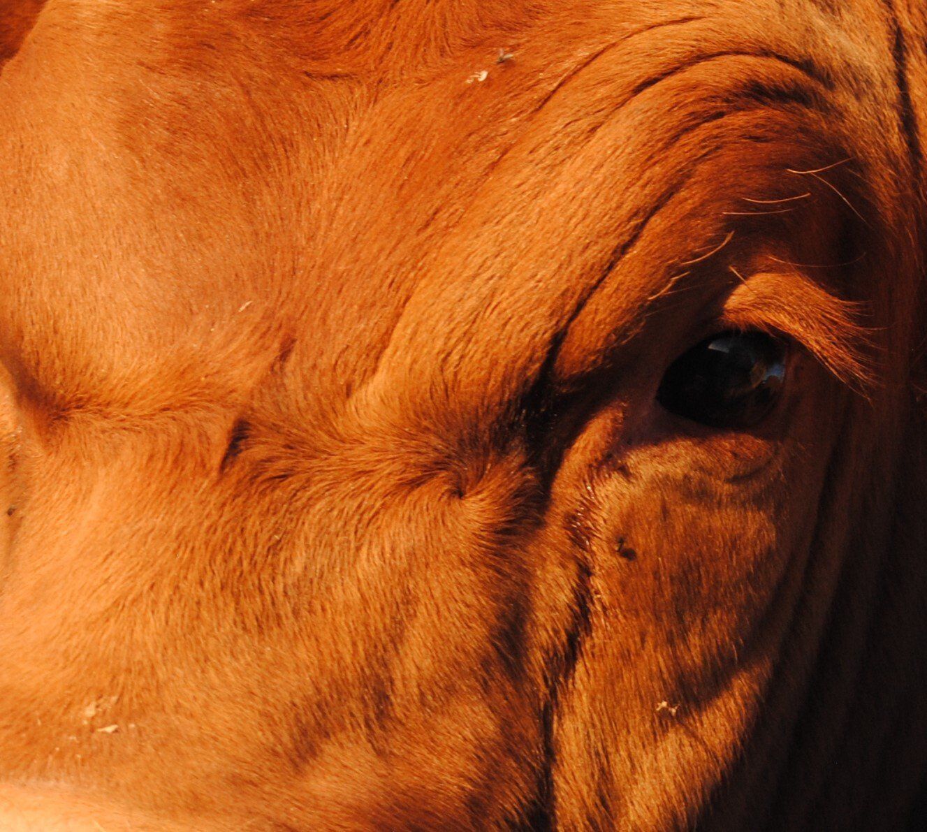 cattle