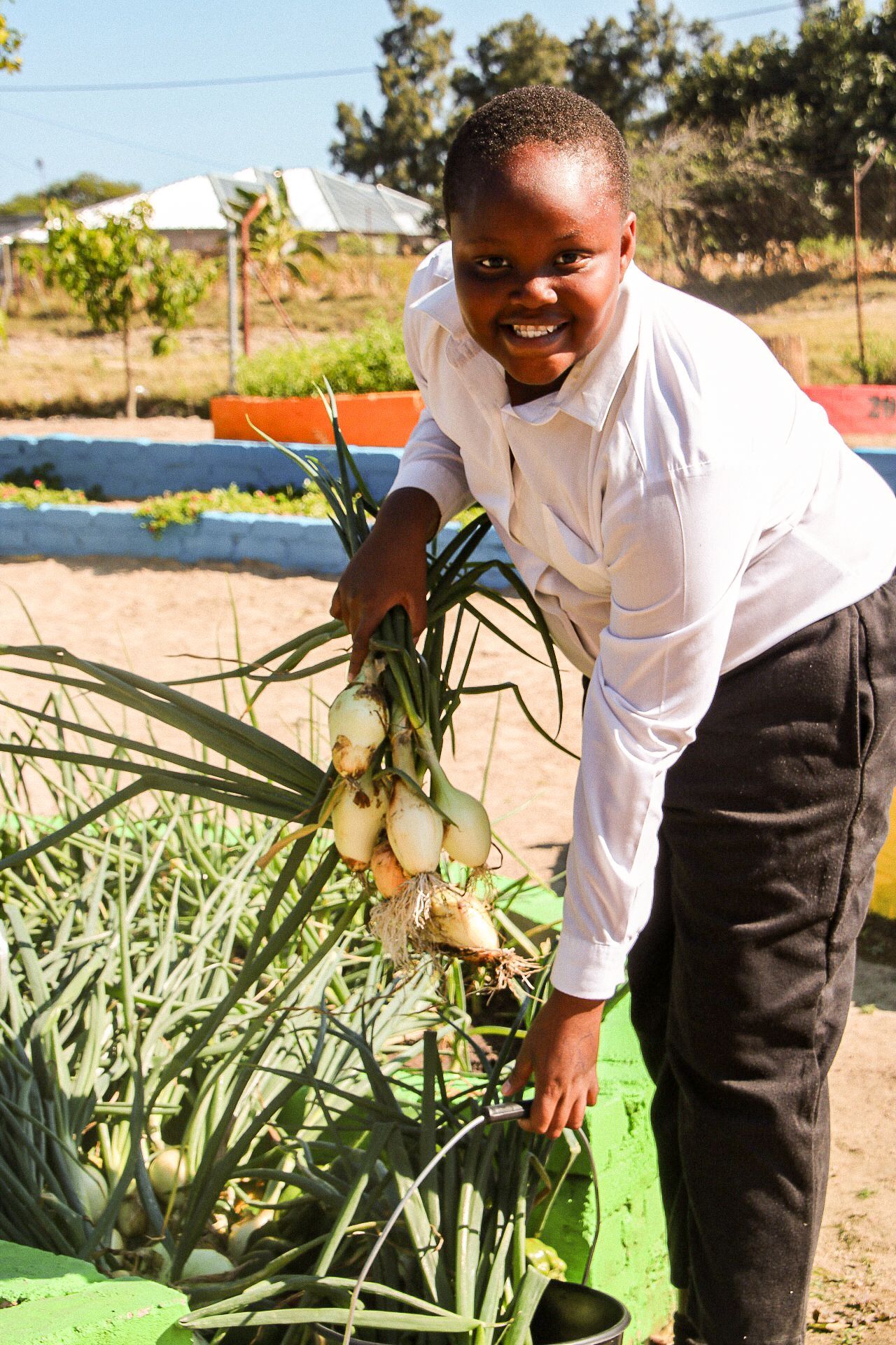 Picking Onions