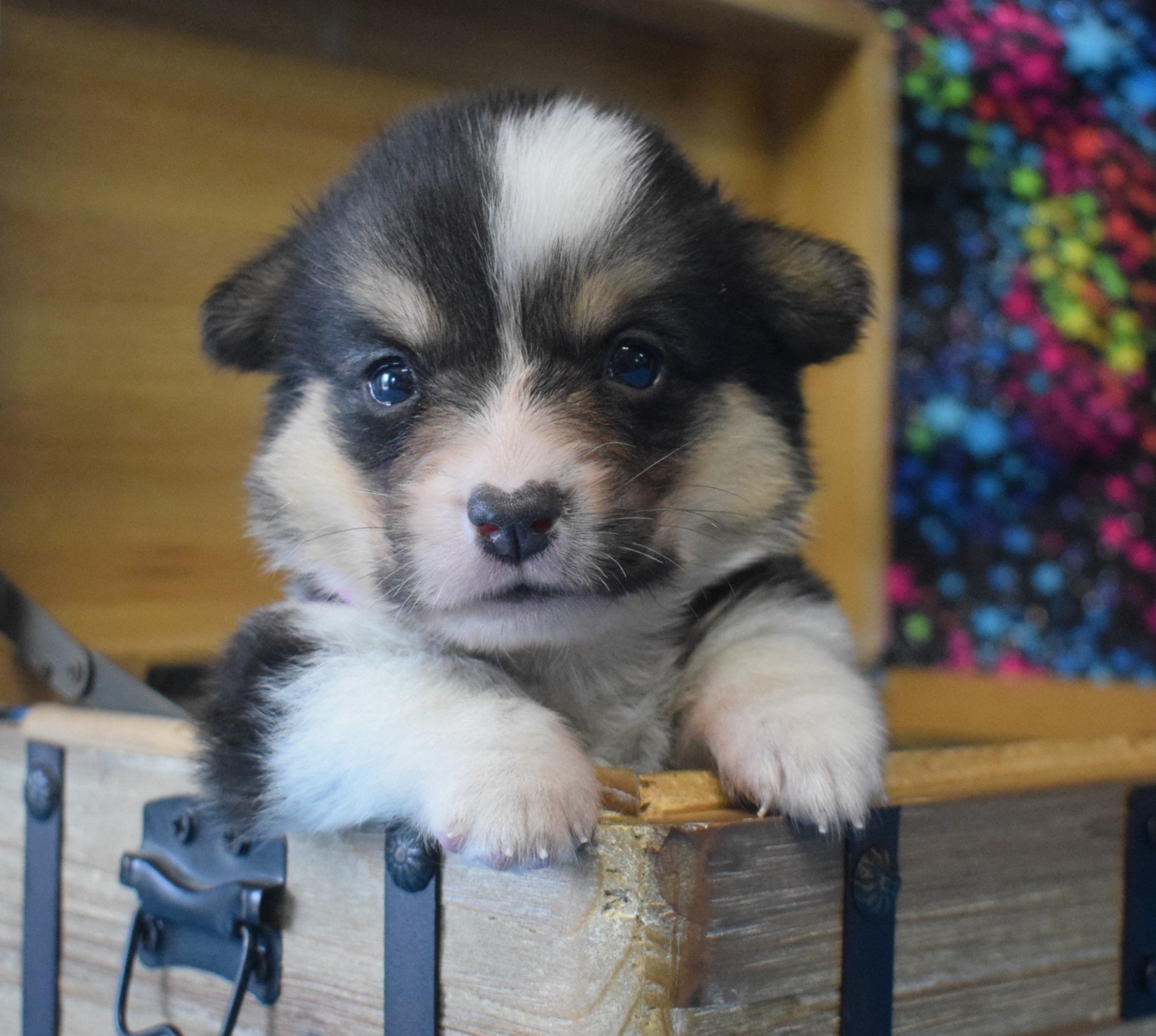 Corgi Retired Corgi Stud | F&M Corgis