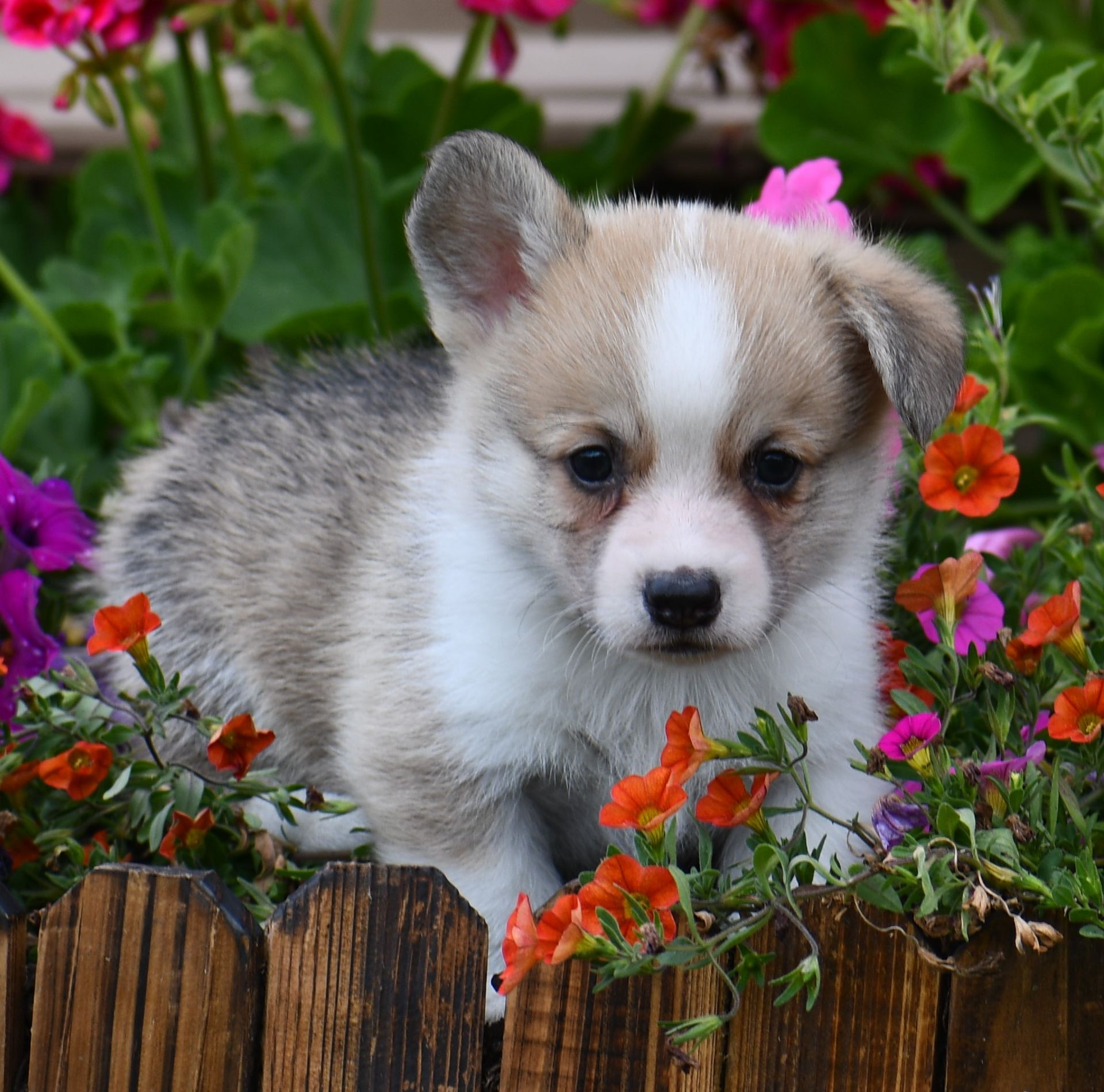 Corgi Rescue Florida - f3pus2i