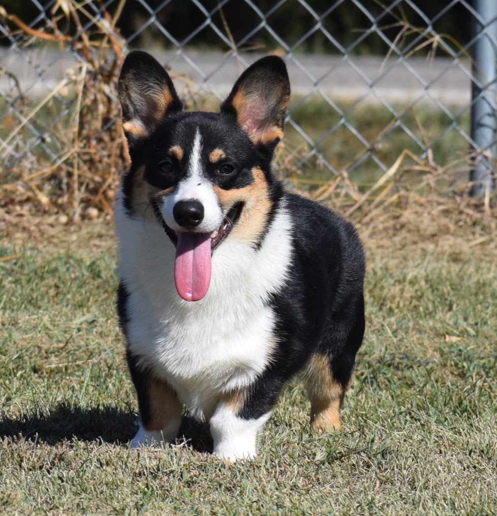 Pembroke Welsh Corgi Males | F&M Corgis