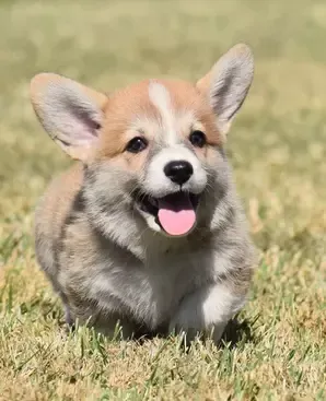 Pembroke Welsh Corgi Puppies Available at F&M Corgis