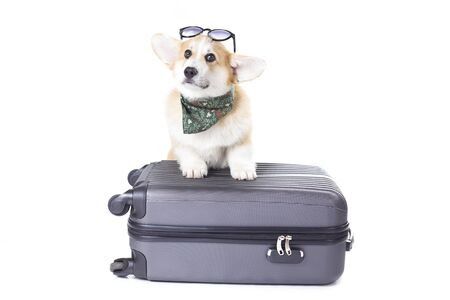 bag dog