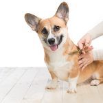 Happy Corgi dog being groomed  by cutting his hair with scissors.