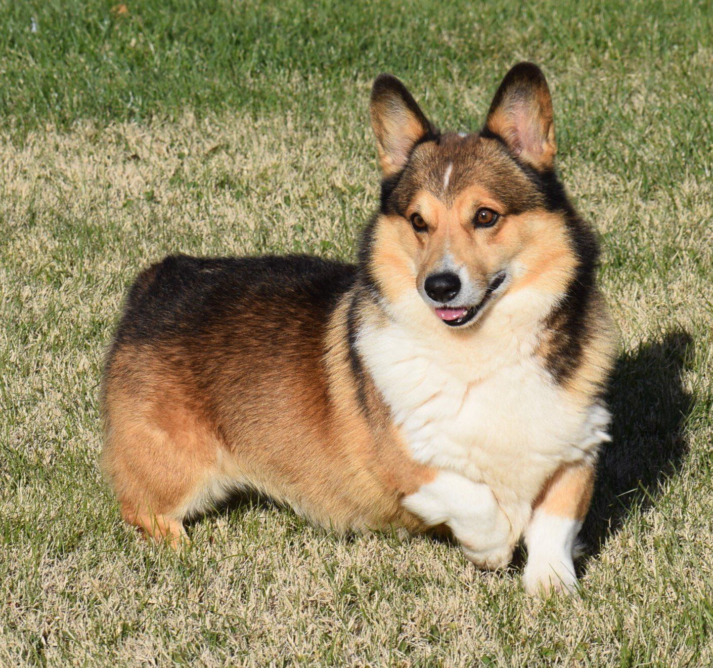 A brown and white dog is laying in the grass and smiling.