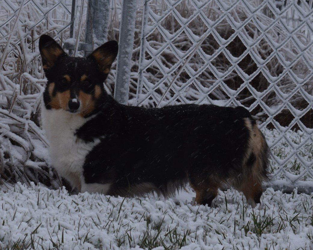A black and white dog is standing in the snow near a chain link fence.