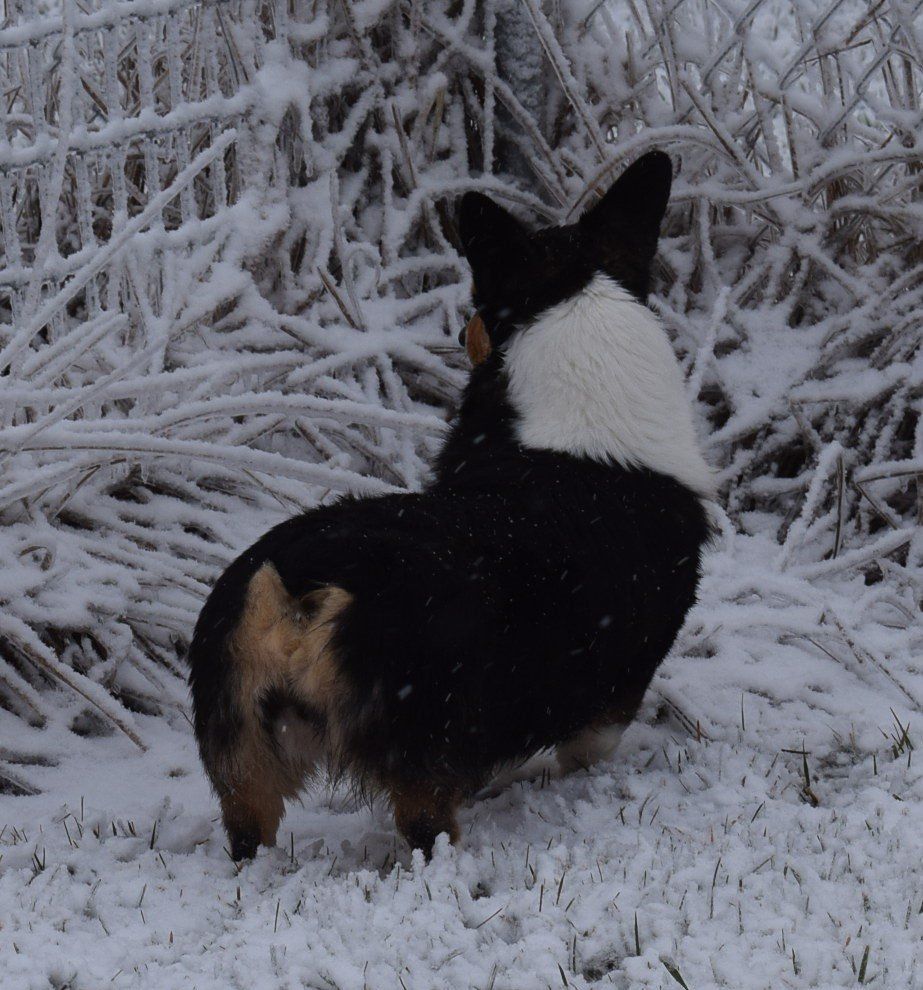 A black and white dog standing in the snow