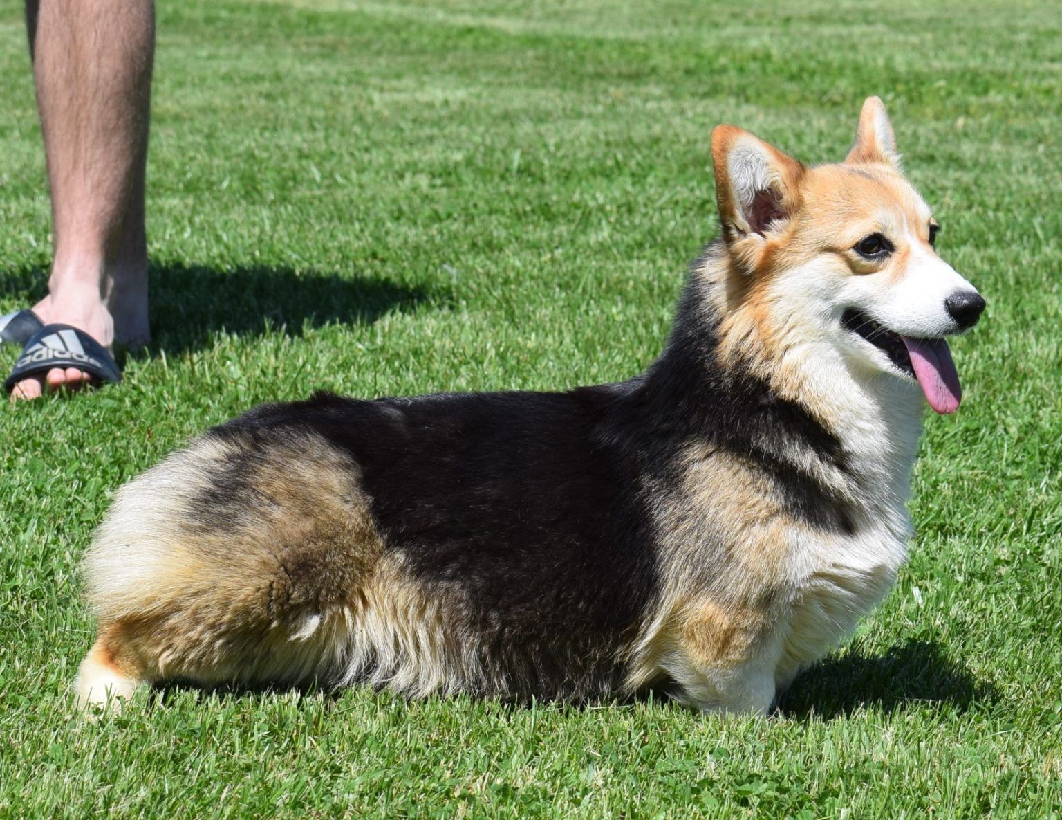 A dog is laying in the grass with its tongue out