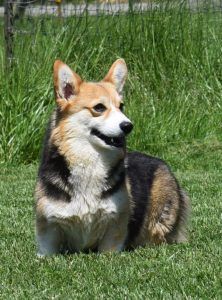 A brown and white dog is laying in the grass and smiling.