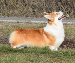 A brown and white dog is standing in the grass next to a chain link fence.