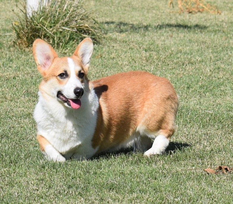 A brown and white dog is laying in the grass