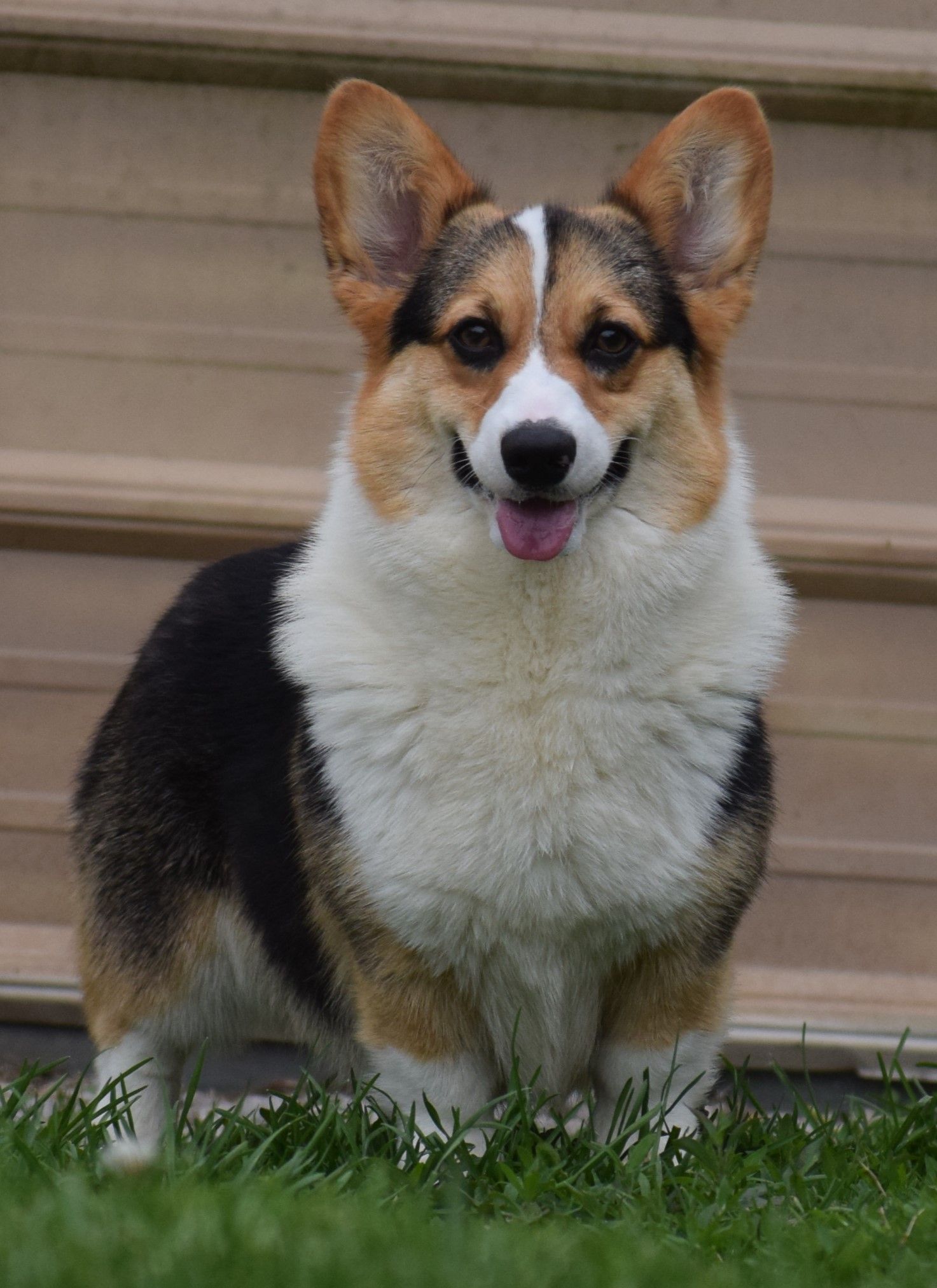 A brown and white corgi dog is standing in the grass and smiling.