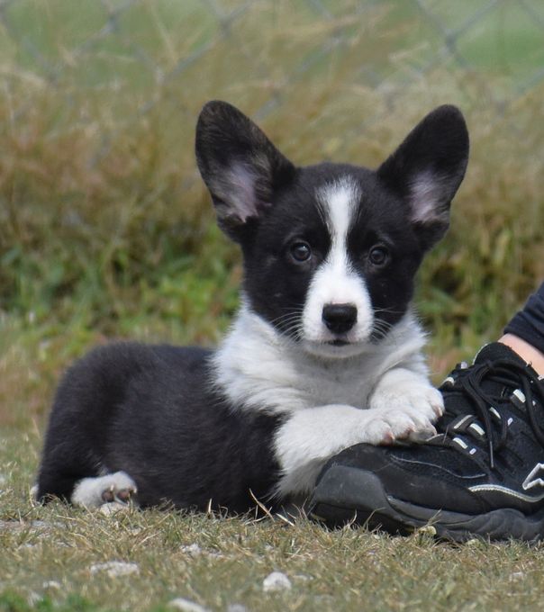 Cardigan Welsh Corgi Puppies Available at F&M Corgis