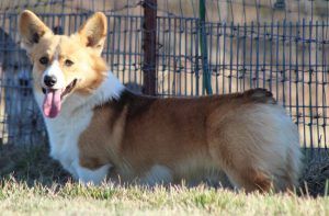 A brown and white dog is standing in the grass in front of a fence.