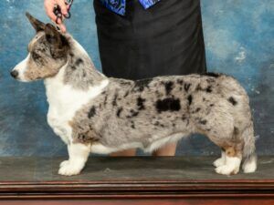 AKC Female Cardigan Welsh Corgis in Kansas at F&M Corgis