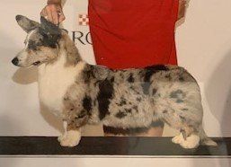 Registered Female Cardigan Welsh Corgis in Kansas at F&M Corgis