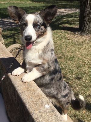 Cardigan Welsh Corgi dog standing on a fence railing.