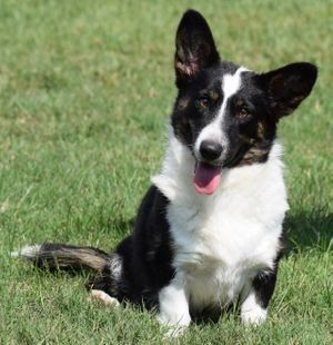 Cardigan Welsh Corgi dog sitting in a field of grass with a smile on it's face.