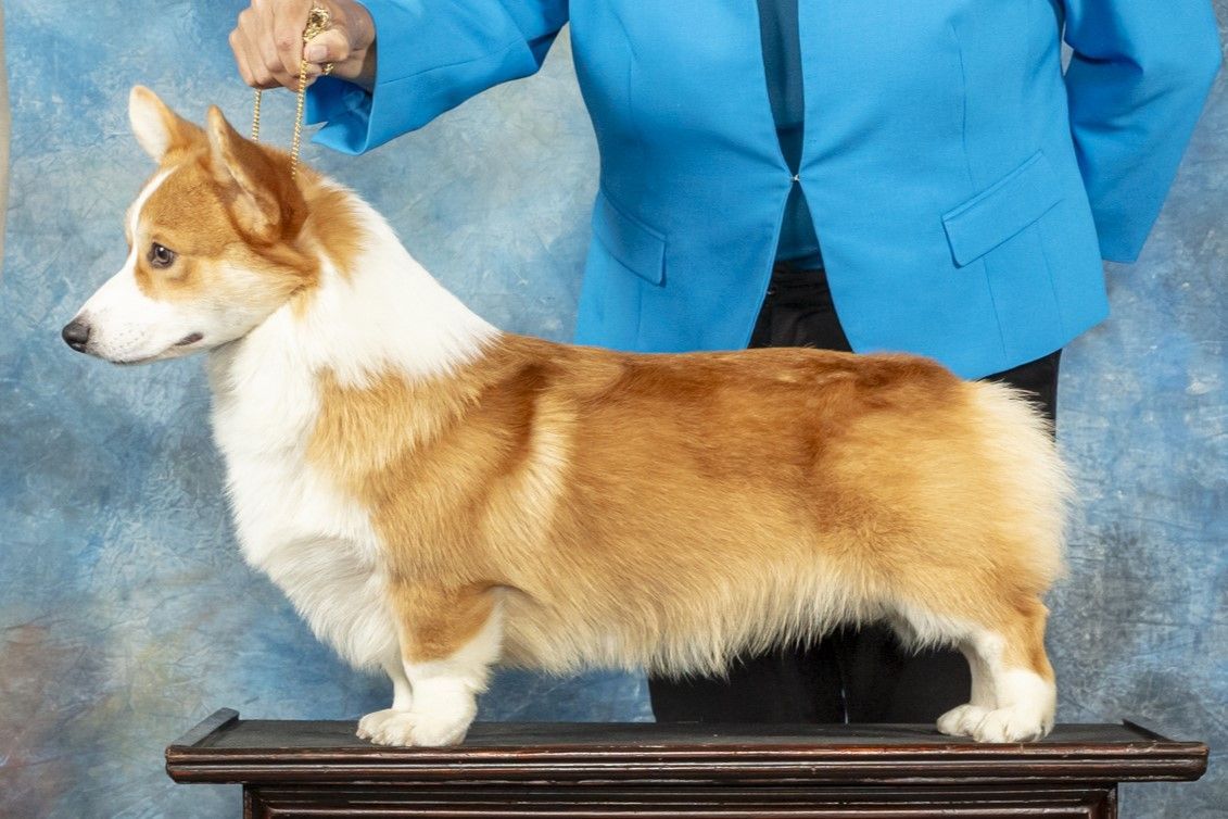 A woman in a blue jacket is standing next to a brown and white dog.
