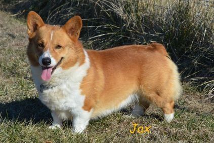 A brown and white corgi dog is standing in the grass.