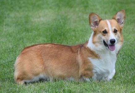 A brown and white corgi dog is laying in the grass.