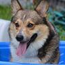 A brown and white dog is sitting in a blue tub with its tongue hanging out.