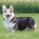 Picture of a happy Corgi dog in a field of grass.