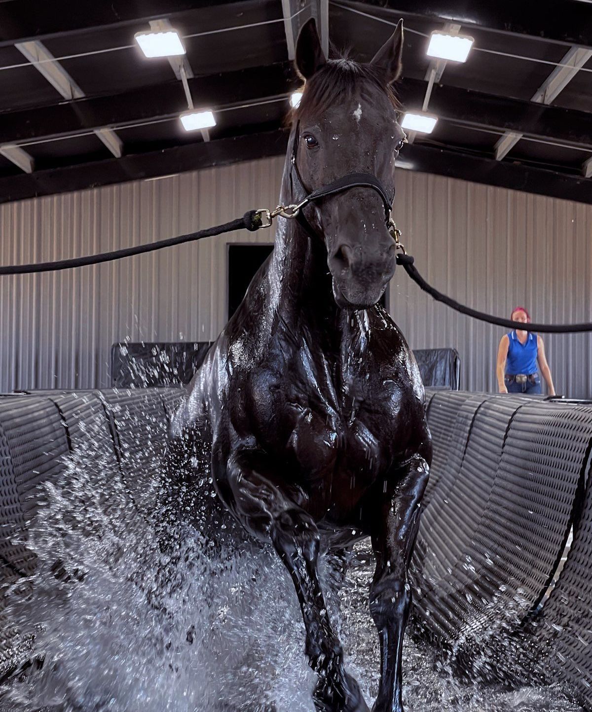 A black horse is running through a pool of water.