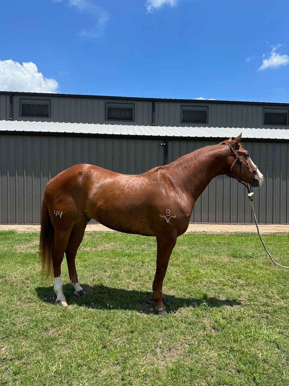 A brown horse is standing in a grassy field in front of a building.