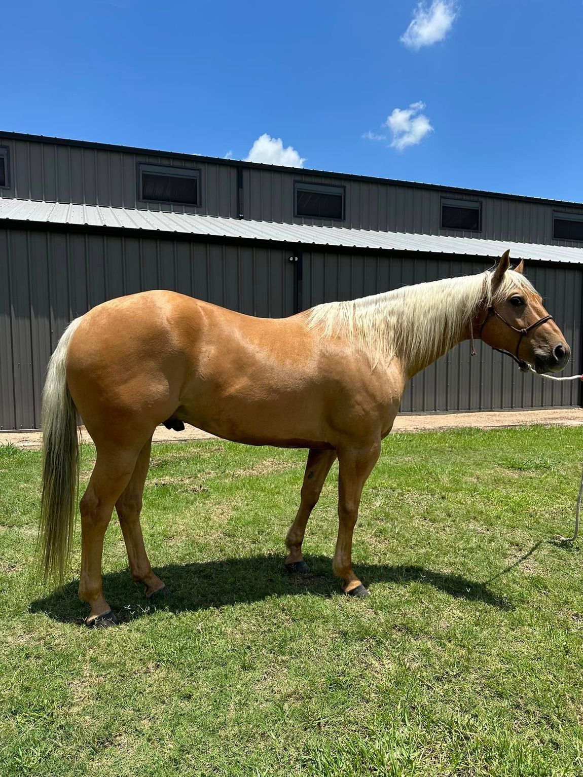 A brown horse is standing in a grassy field in front of a building.