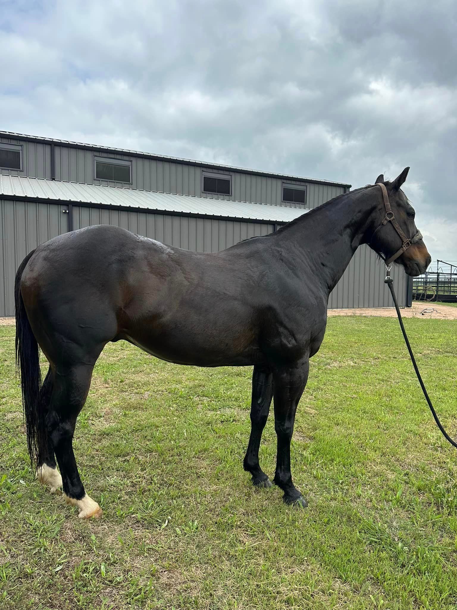 A black horse is standing in a grassy field in front of a building.